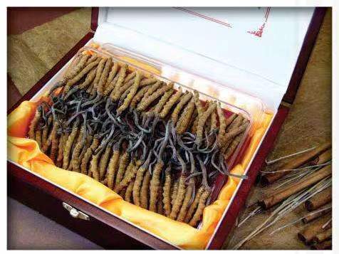 云城冬虫夏草回收